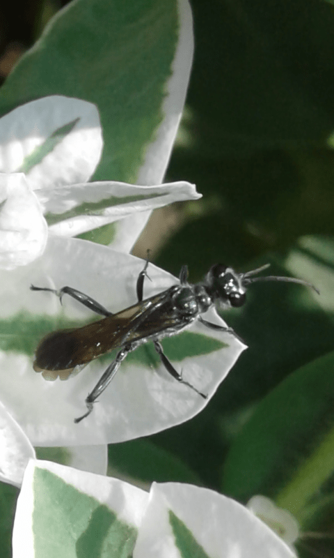 Sphecidae : Chalybion bengalense? Molto probabile.